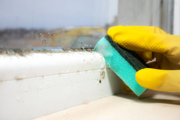 Best Attic Mold Removal  in Tutwiler, MS